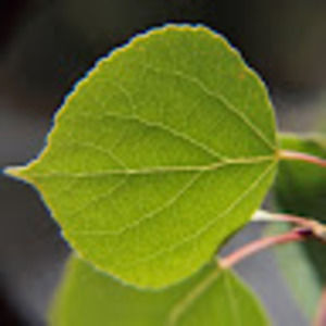 Meet your Posher, Lance